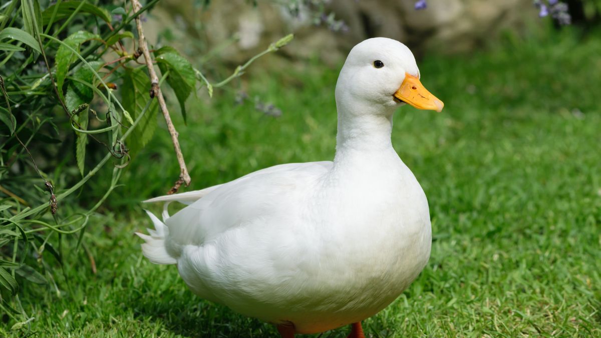 Duck 1